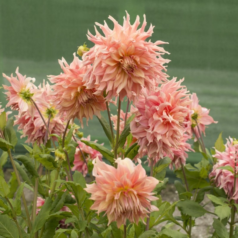 Dahlia 'Penhill Watermelon'