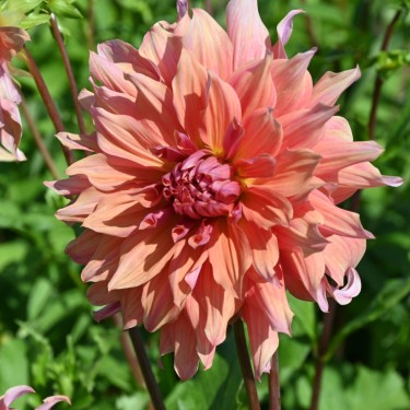 Dahlia 'Belle of Barmera'