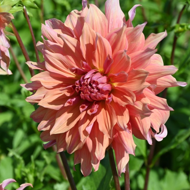 Dahlia 'Belle of Barmera'