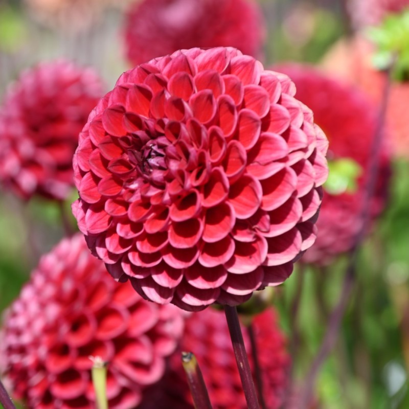 Dahlia 'Cornel'