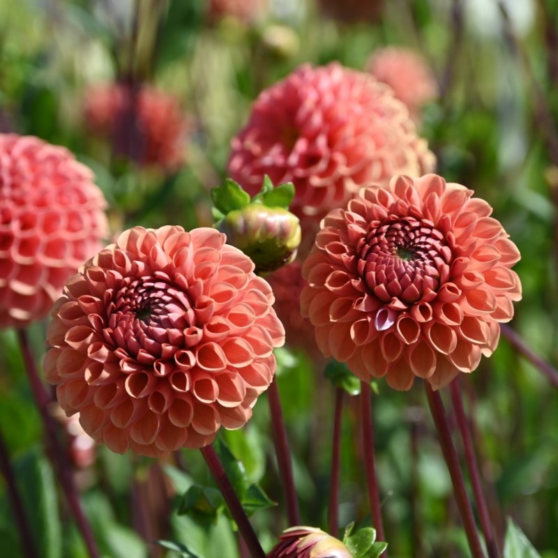 Dahlia 'Cornel Brons'