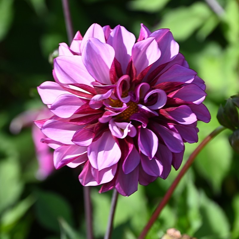 Dahlia 'Cranberry Classic'