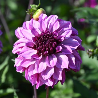 Dahlia 'Cranberry Classic'