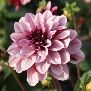 Dahlia 'Crème de Cassis'