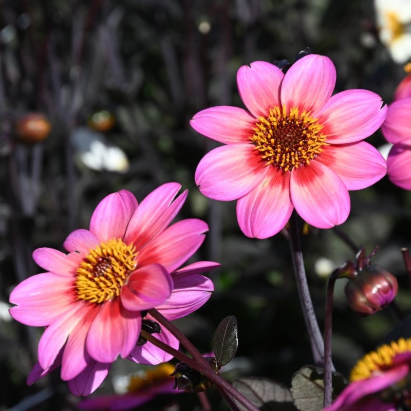 Dahlia 'Dahlegria Tricolore' ®