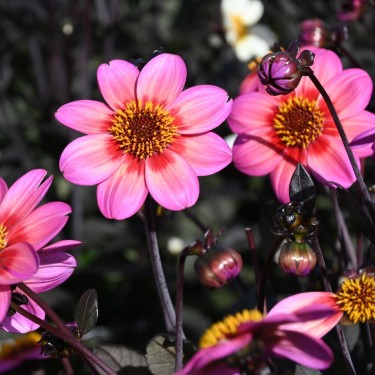 Dahlia 'Dahlegria Tricolore' ®