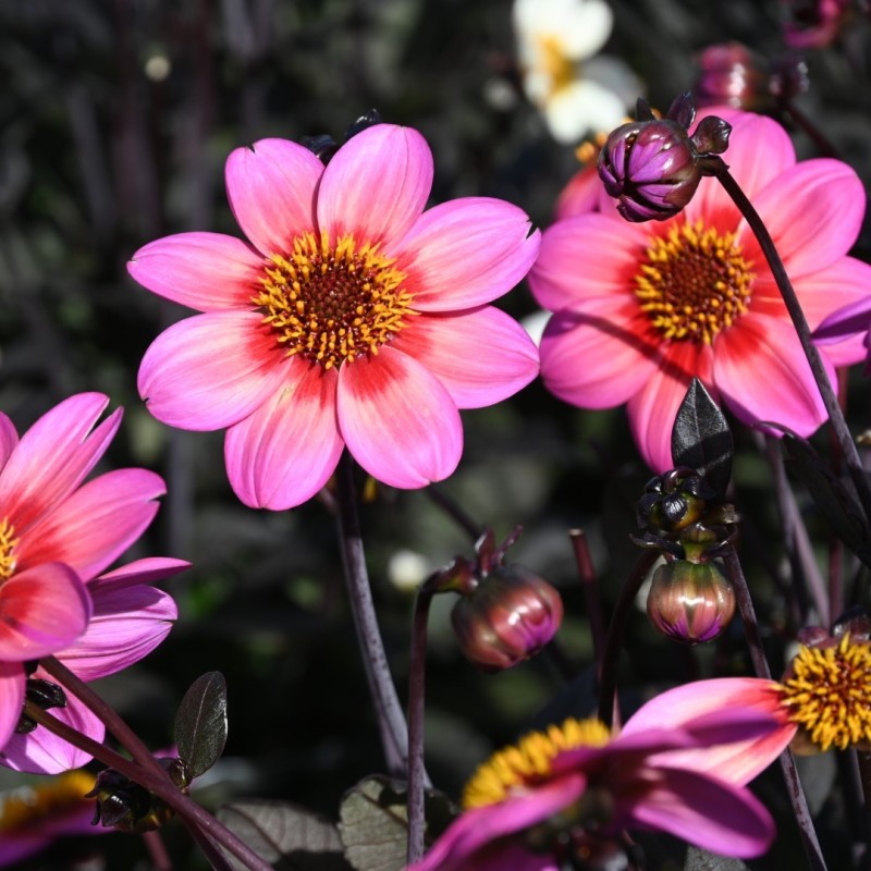 Dahlia 'Dahlegria Tricolore' ®