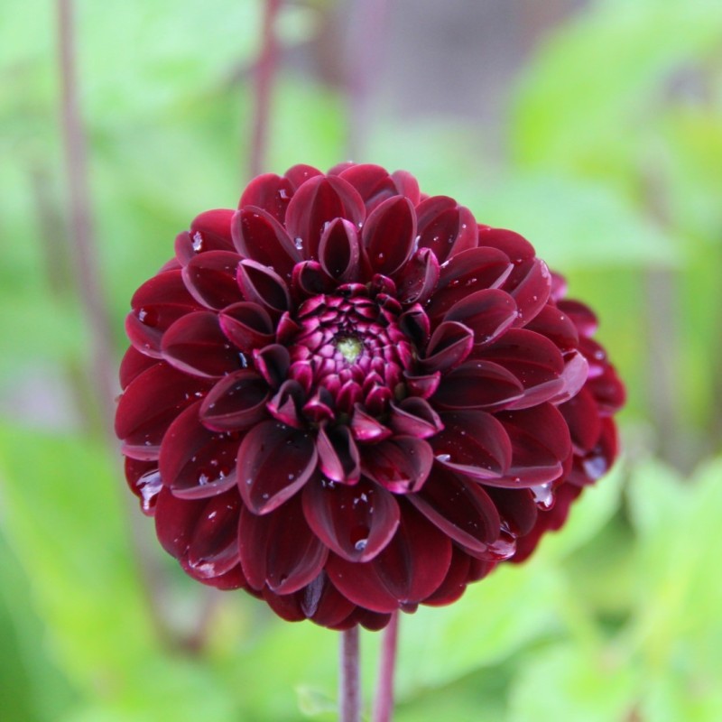 Dahlia 'Dark Spirit'