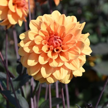 Dahlia 'David Howard'   