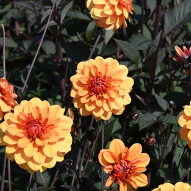 Dahlia 'David Howard'   