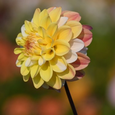 Dahlia 'Double Jill'