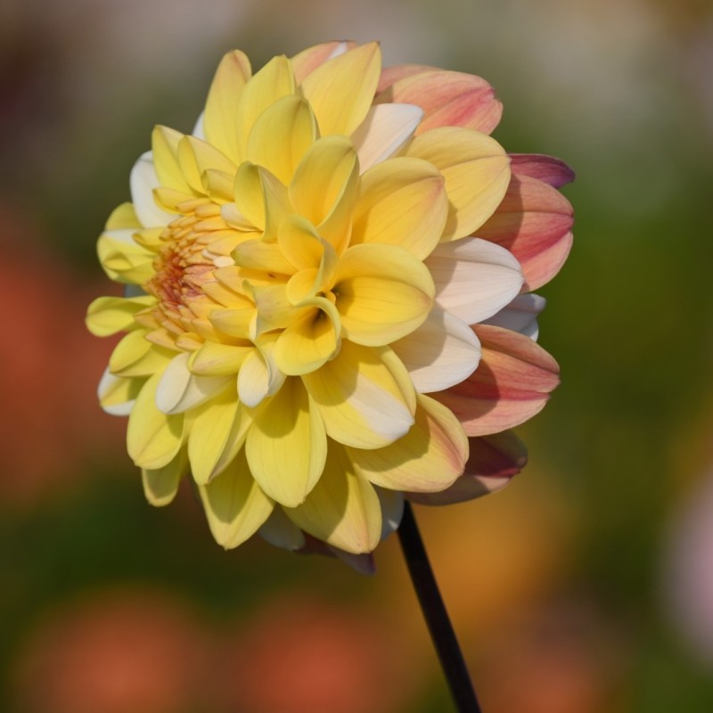 Dahlia 'Double Jill'
