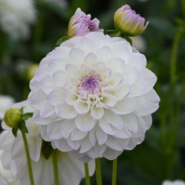 Dahlia 'Eveline'