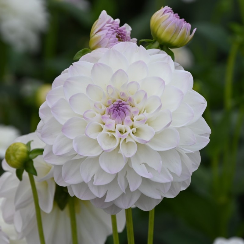 Dahlia 'Eveline'