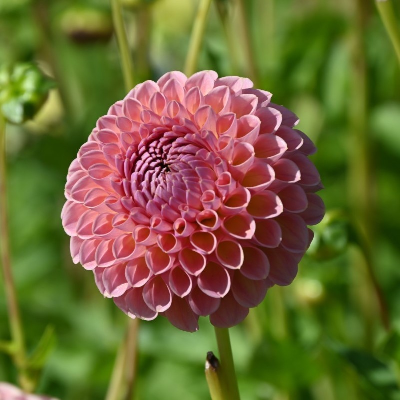 Dahlia 'Jowey Winnie' | Prachtige pompon Dahlia