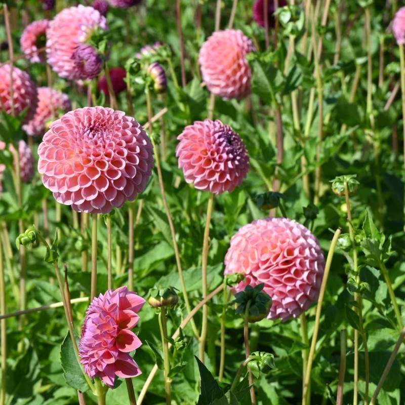 Dahlia 'Jowey Winnie' | Prachtige pompon Dahlia
