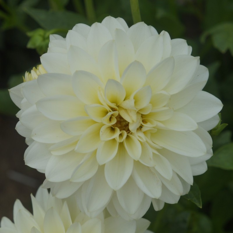 Dahlia 'Karma Serena' ®