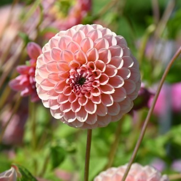 Dahlia 'Linda's Baby ®'