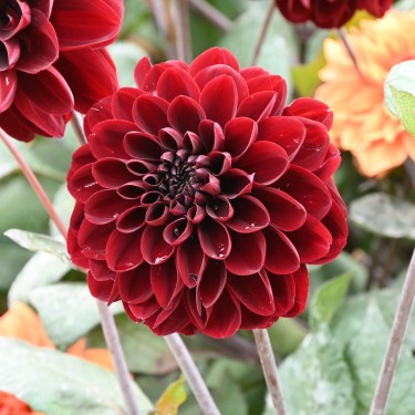 Dahlia 'Manoa'
