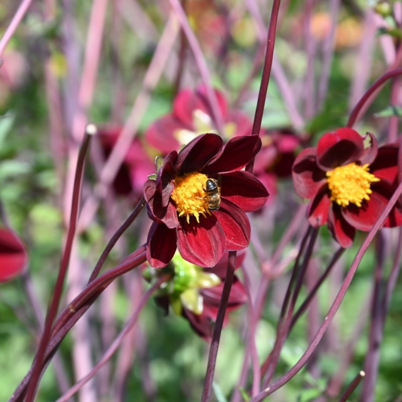 Dahlia 'Mexican Star' -BIO-