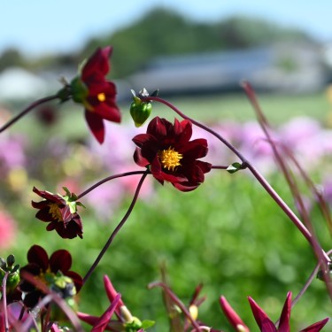 Dahlia 'Mexican Star' -BIO-