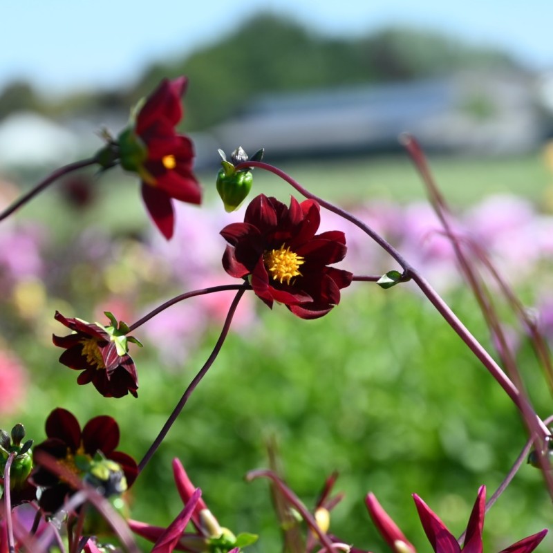 Dahlia 'Mexican Star' -BIO-