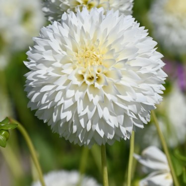 Dahlia 'Myama Fubuki'
