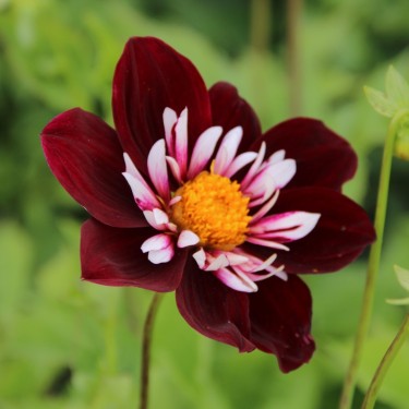 Dahlia 'Night Butterfly'