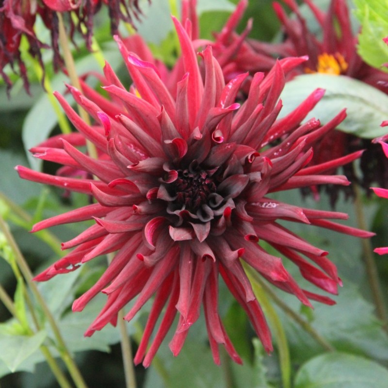 Dahlia 'Nuit d'Été'