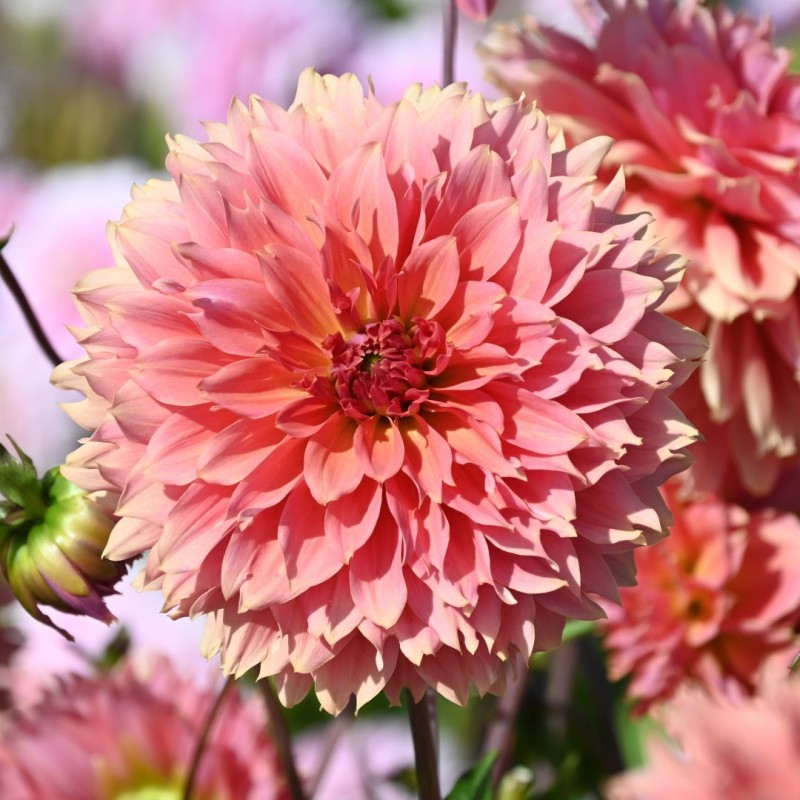 Dahlia 'Orange Fubuki'