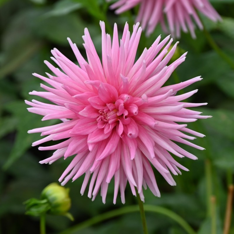 Dahlia 'Park Princess'