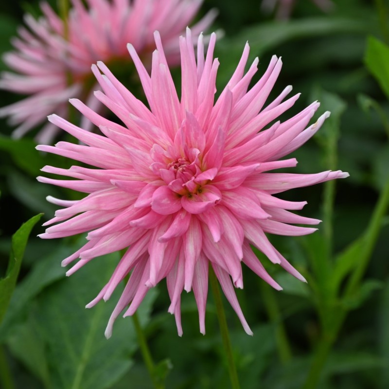 Dahlia 'Park Princess'