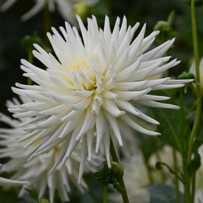 Dahlia 'Playa Blanca'