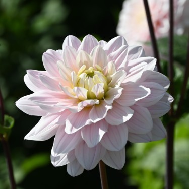 Dahlia 'Silver Years'