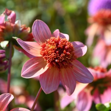 Dahlia Totally Tangerine | Stralende zomerbloem | Nijssentuin