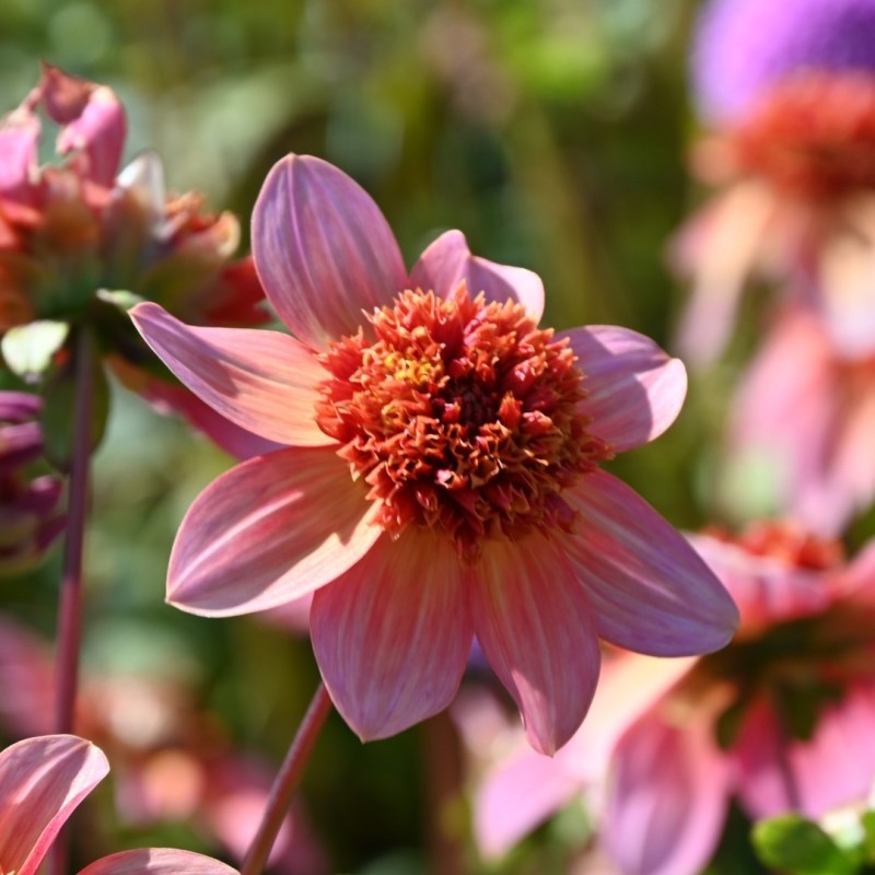 Dahlia Totally Tangerine | Stralende zomerbloem | Nijssentuin