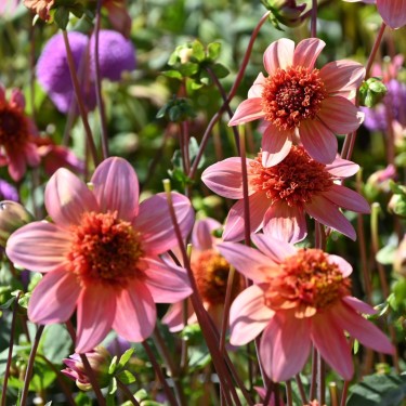 Dahlia Totally Tangerine | Stralende zomerbloem | Nijssentuin