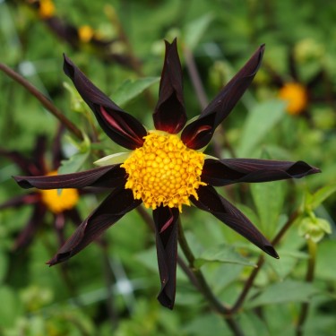 Dahlia 'Verrone's Obsidian'
