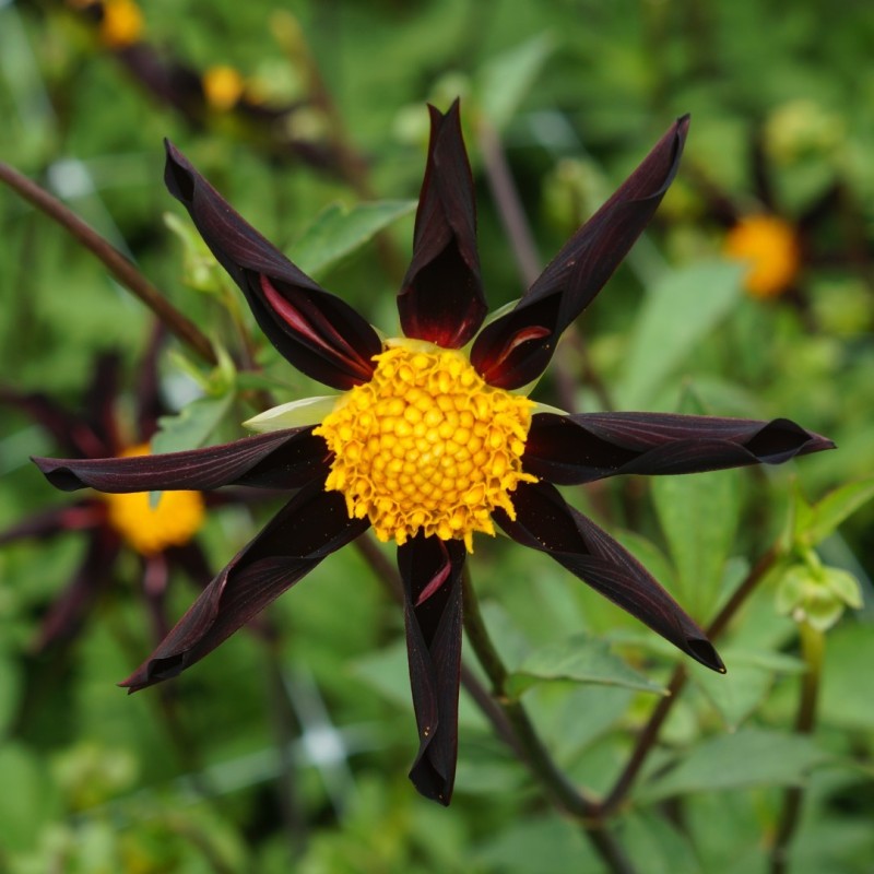 Dahlia 'Verrone's Obsidian'
