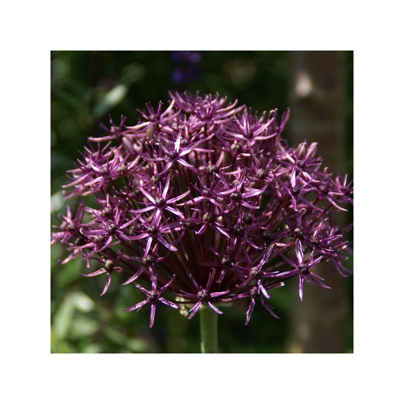 Allium 'Firmament'