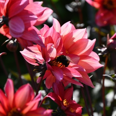 Dahlia 'Waltzing Mathilda' | Bijzondere Dahlia | Nijssentuin.nl