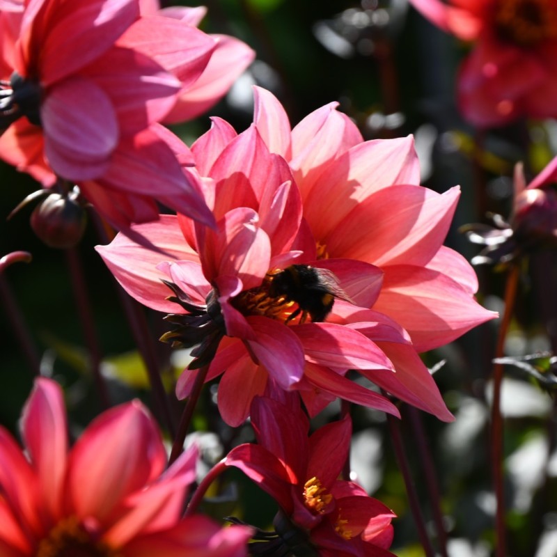 Dahlia 'Waltzing Mathilda' | Bijzondere Dahlia | Nijssentuin.nl