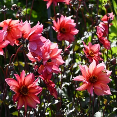 Dahlia 'Waltzing Mathilda' | Bijzondere Dahlia | Nijssentuin.nl