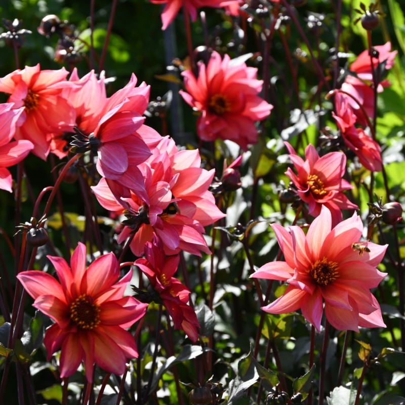 Dahlia 'Waltzing Mathilda' | Bijzondere Dahlia | Nijssentuin.nl