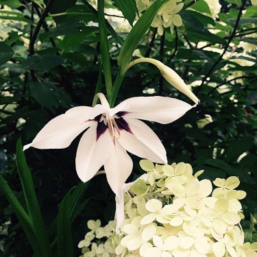 Gladiolus callianthus 'Murielae'
