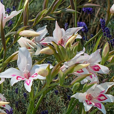 Gladiolus nanus 'Nymph'