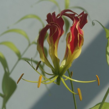 Gloriosa 'Rothschildiana'