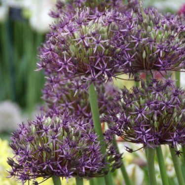Allium 'Firmament'