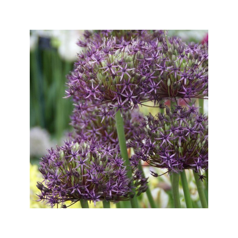 Allium 'Firmament'