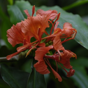 Hedychium greenii